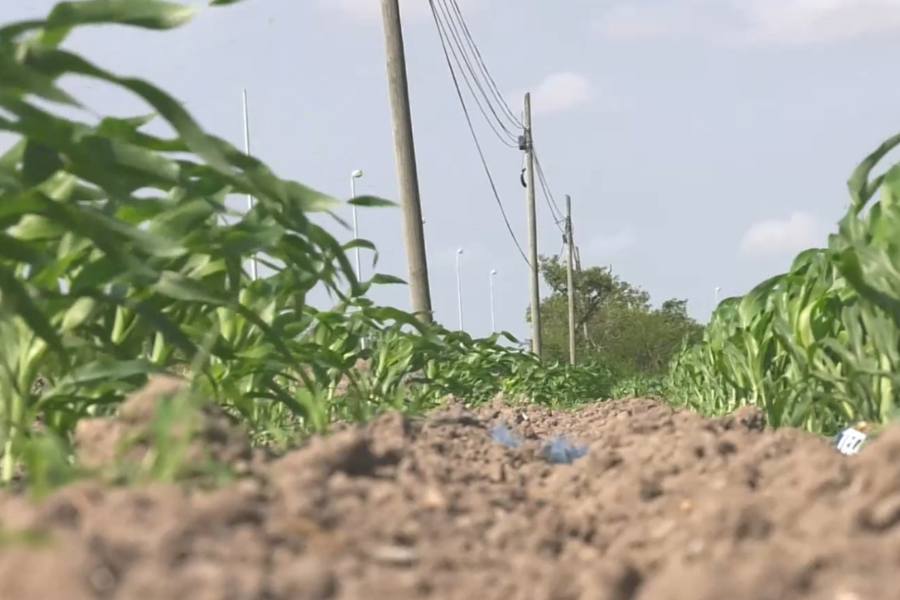 campesinos de Matamoros