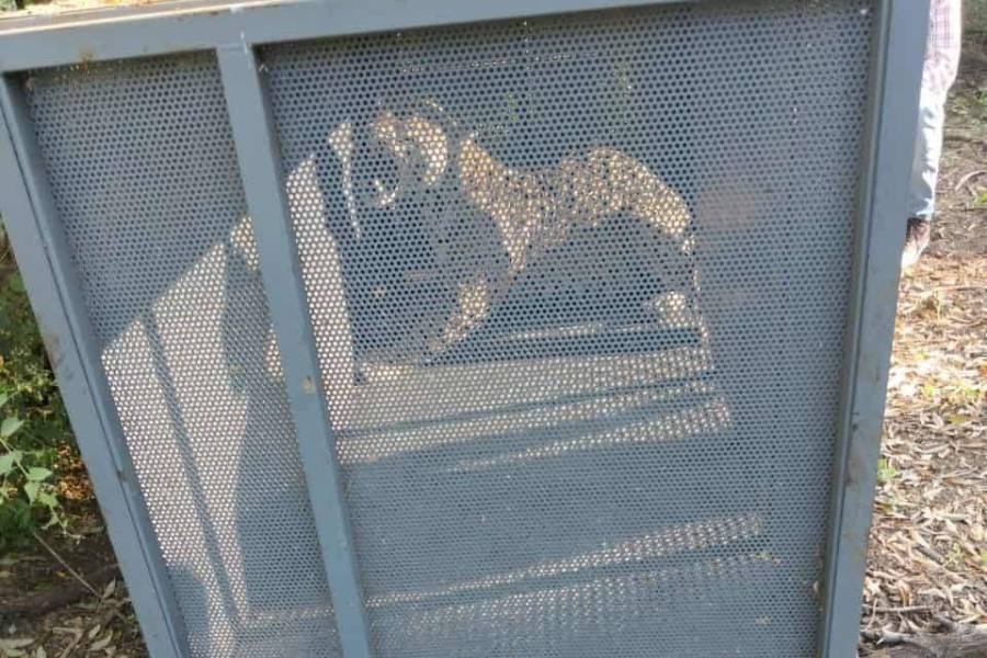 captura de jaguar en soto la marina