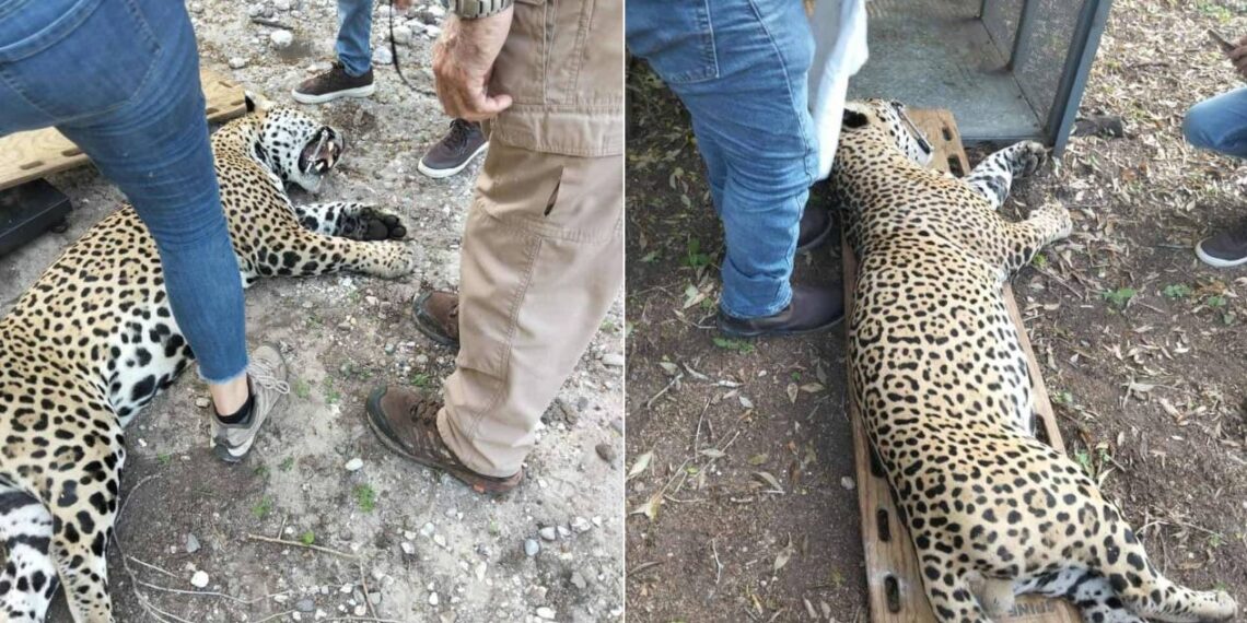 captura de jaguar en soto la marina