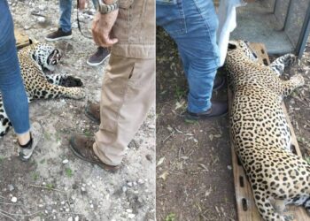 captura de jaguar en soto la marina