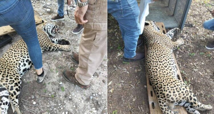captura de jaguar en soto la marina