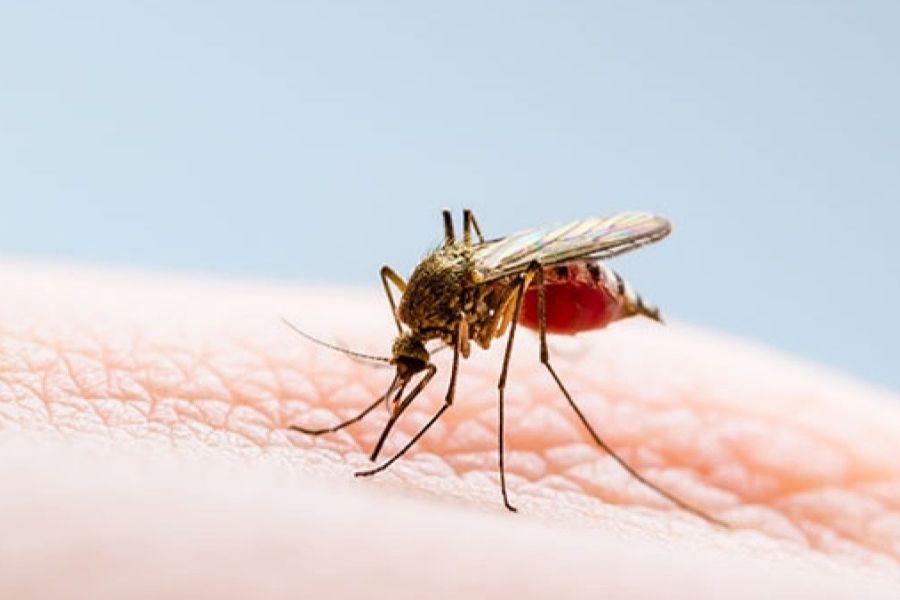 casos activos de dengue Tamaulipas