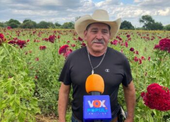 cempasúchil en ejido la libertad en victoria