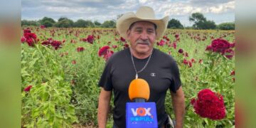 cempasúchil en ejido la libertad en victoria