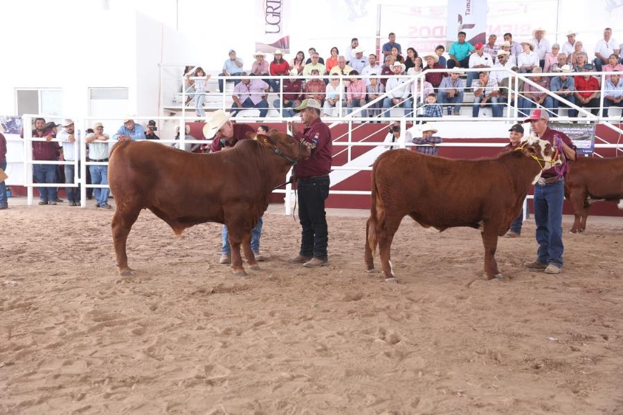 Concurso Novillo Gordo Tamaulipas