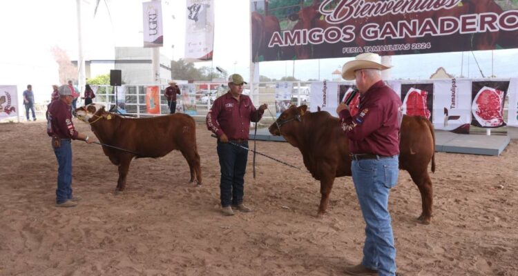 Concurso Novillo Gordo Tamaulipas