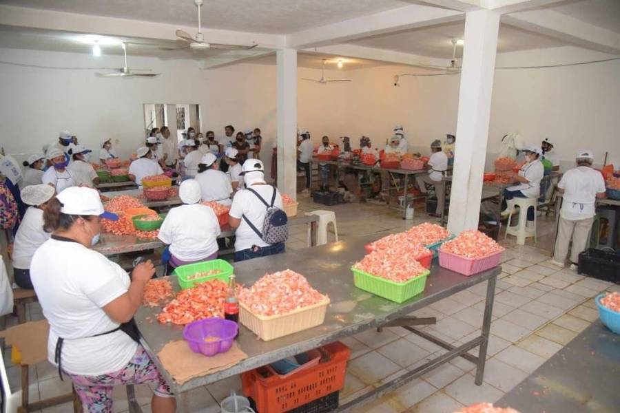 despicadoras de camarón en tampico