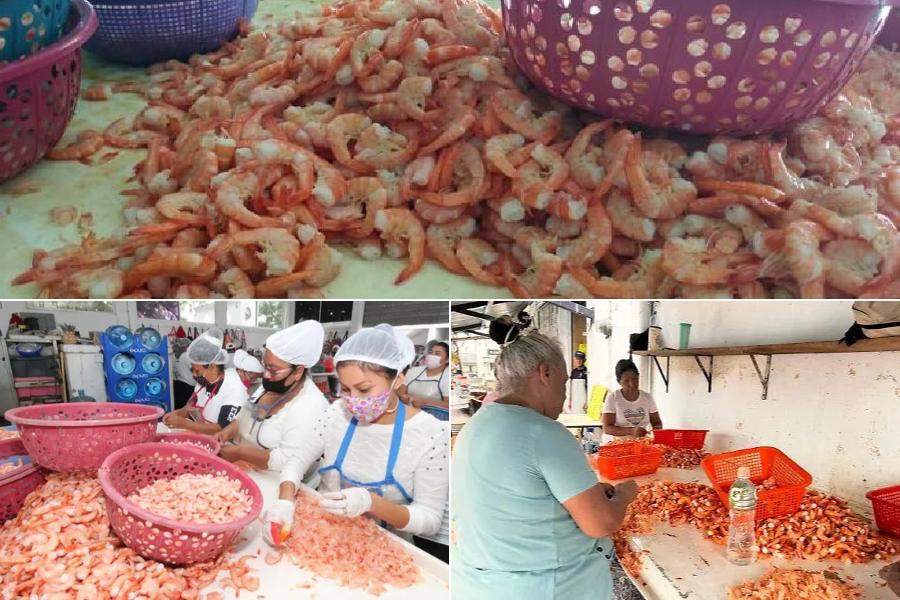 despicadoras de Tamaulipas