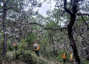ecosistemas forestales en altiplano en tamaulipas