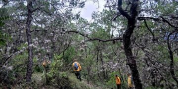 ecosistemas forestales en altiplano en tamaulipas