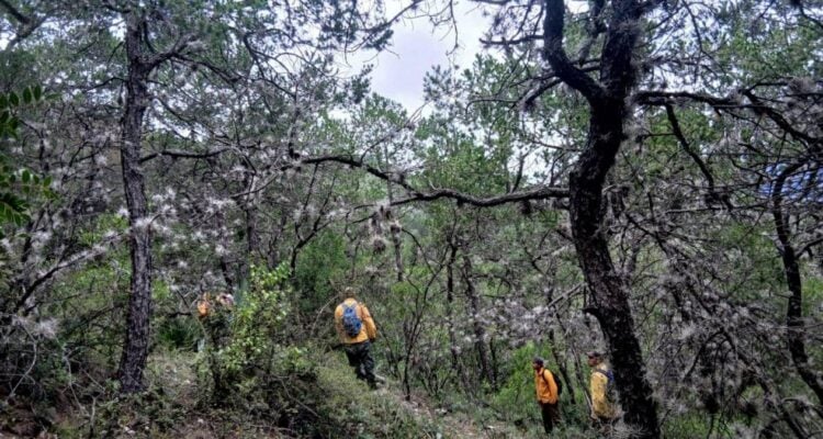 ecosistemas forestales en altiplano en tamaulipas