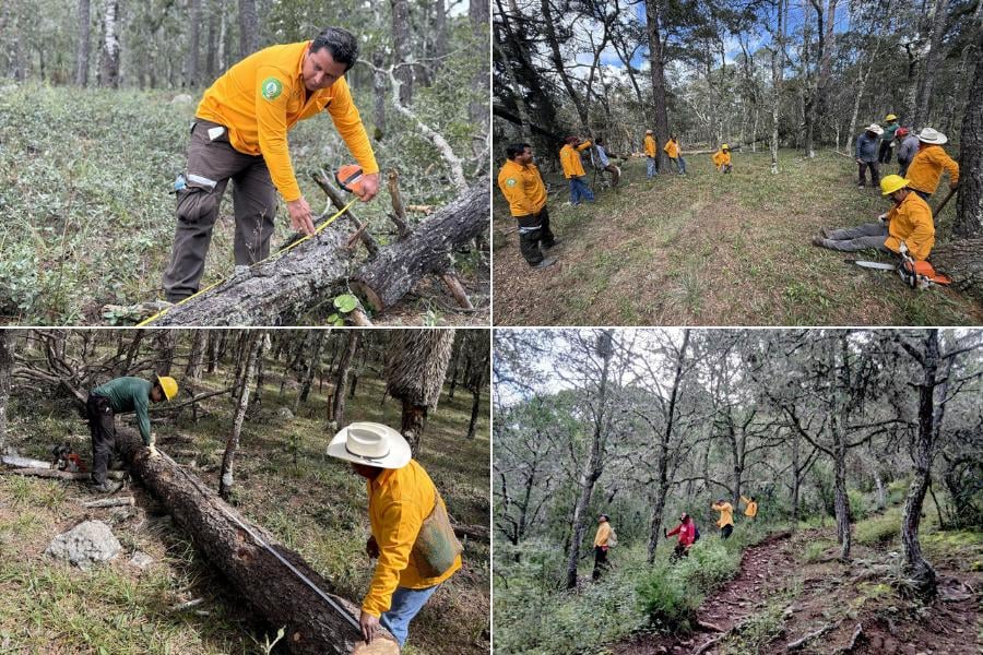 ecosistemas forestales en altiplano en tamaulipas