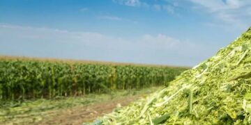 ensilado de maíz Matamoros