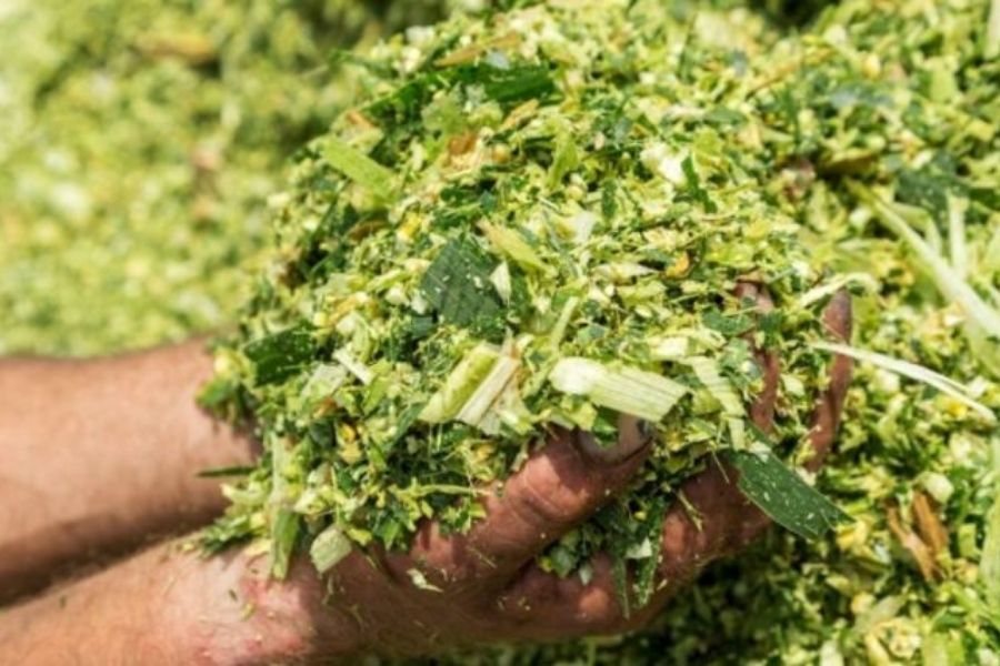 ensilado de maíz Matamoros