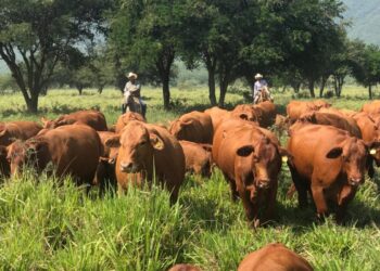 gusano barrenador del ganado