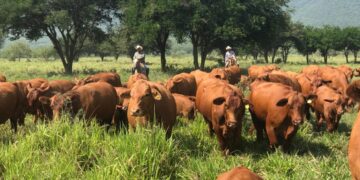 gusano barrenador del ganado