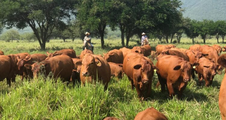 gusano barrenador del ganado