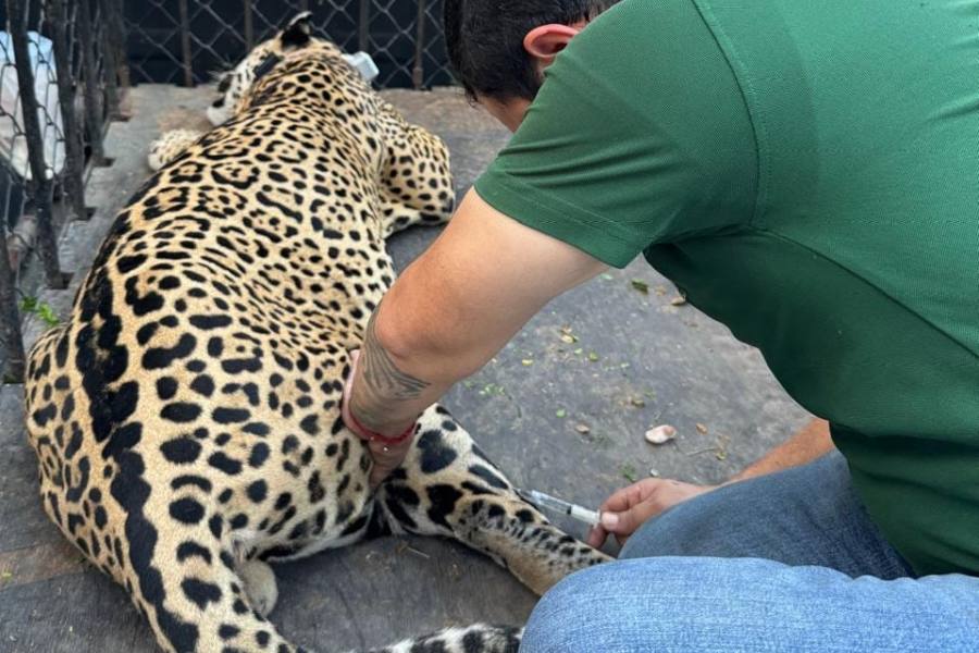 jaguar en soto la marina