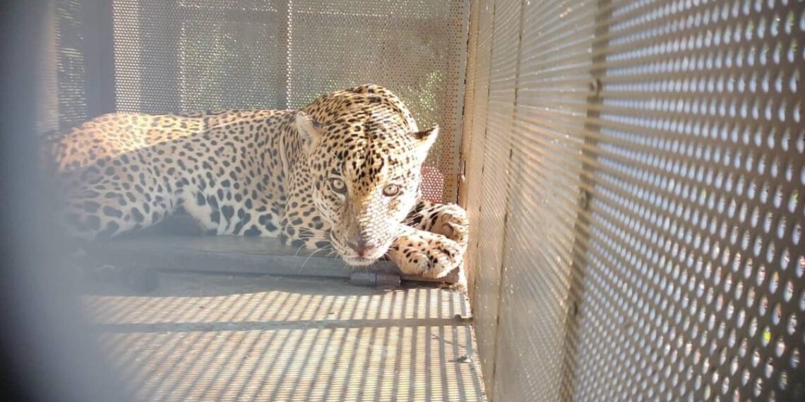 jaguar en soto la marina