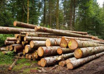 madera ilegal en Tamaulipas