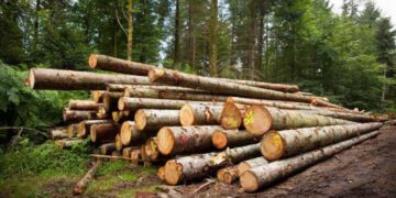 madera ilegal en Tamaulipas