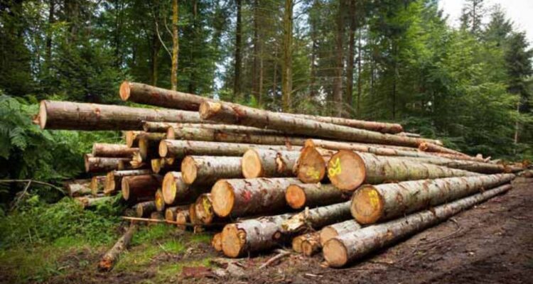 madera ilegal en Tamaulipas