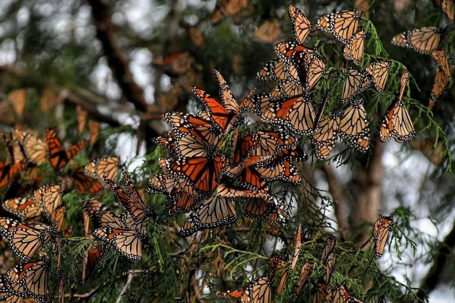 mariposa monarca Tamaulipas