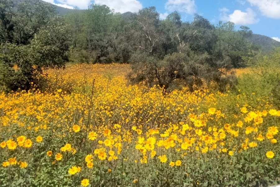 mariposa monarca Tamaulipas