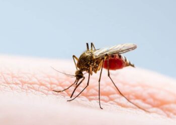 mosquito del dengue en Tamaulipas