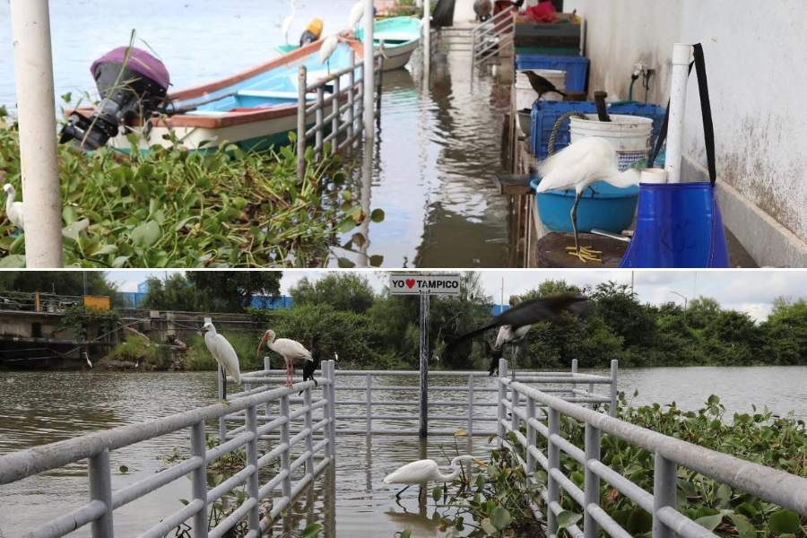 muelle inundado en Tampico