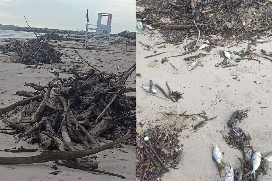 peces muertos y palizada en playa miramar
