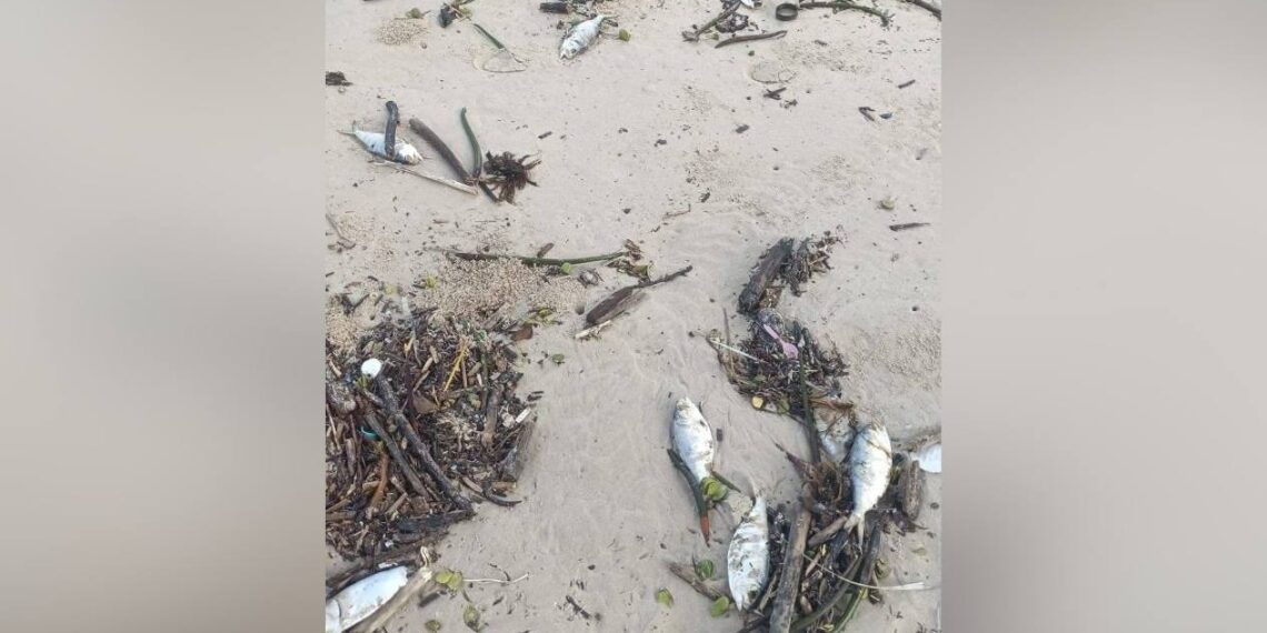 peces muertos y palizada en playa miramar