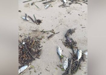 peces muertos y palizada en playa miramar