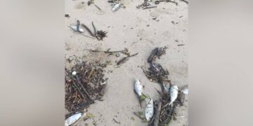 peces muertos y palizada en playa miramar