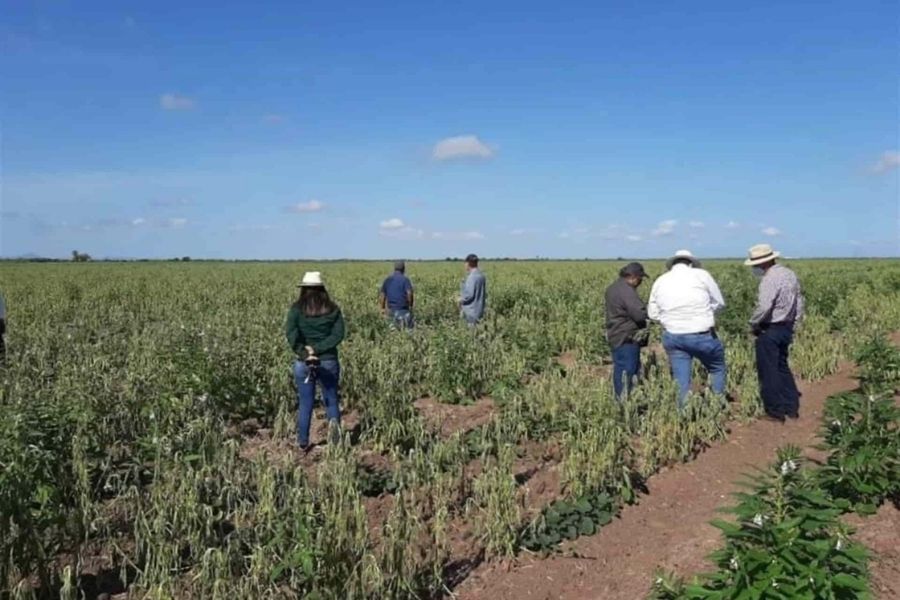 precio justo maíz Matamoros