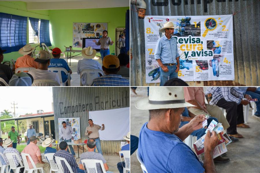 prevención del gusano barrenador en tamaulipas