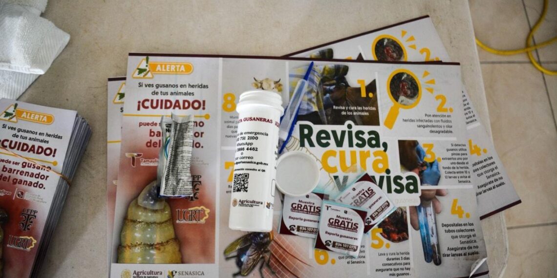 prevención del gusano barrenador en tamaulipas