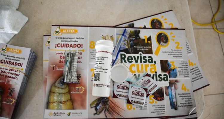 prevención del gusano barrenador en tamaulipas
