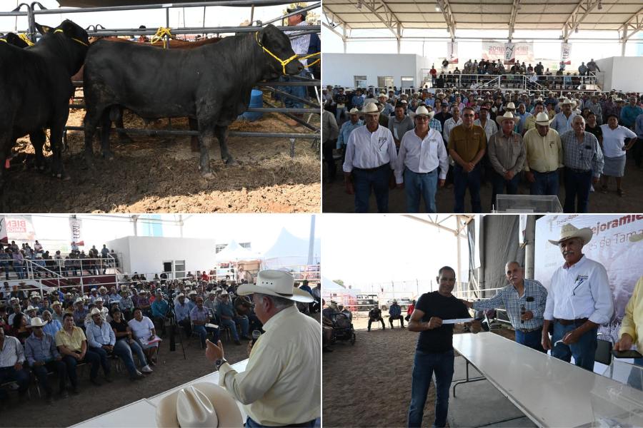 productividad de la ganadería tamaulipeca