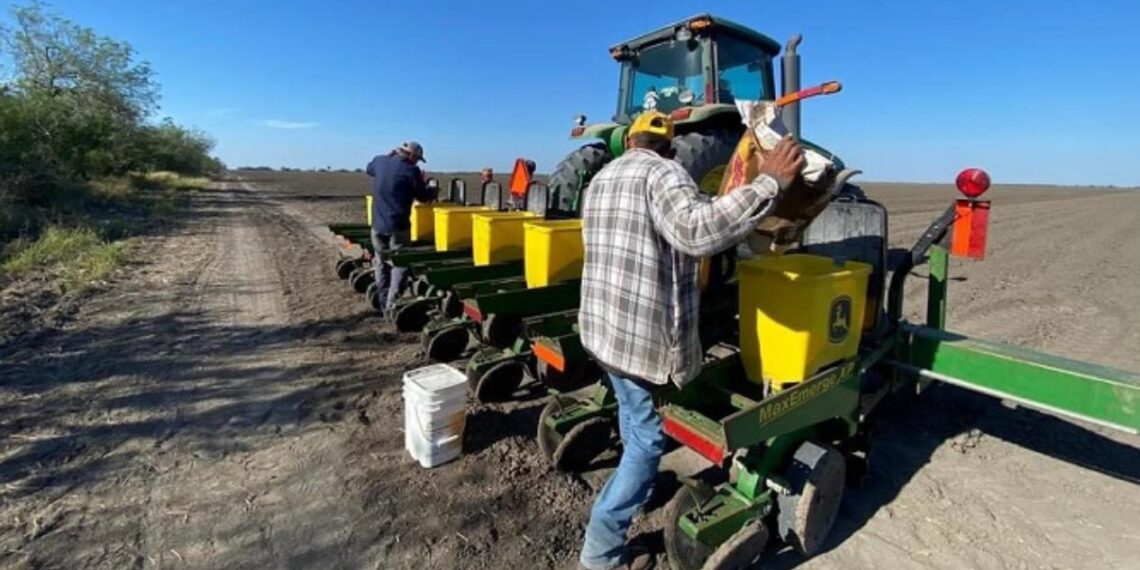 semilla de sorgo en matamoros