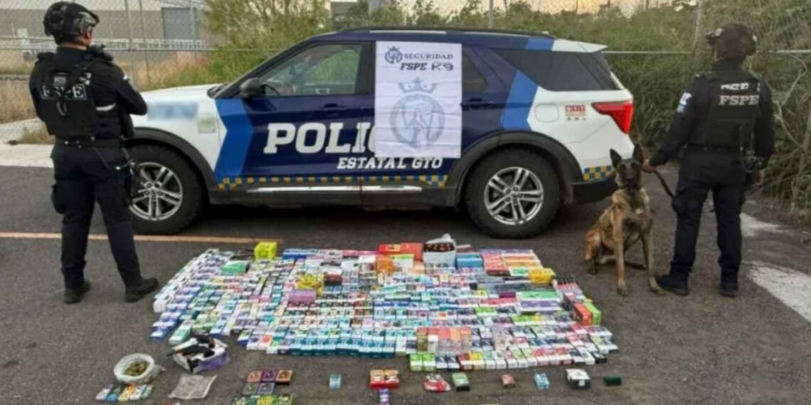 Agente canino detecta más de 700 vapeadores y drogas en paquetería de Salamanca