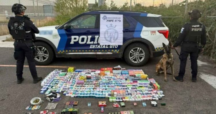 Agente canino detecta más de 700 vapeadores y drogas en paquetería de Salamanca