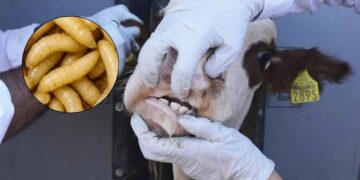 operativo gusano barrenador