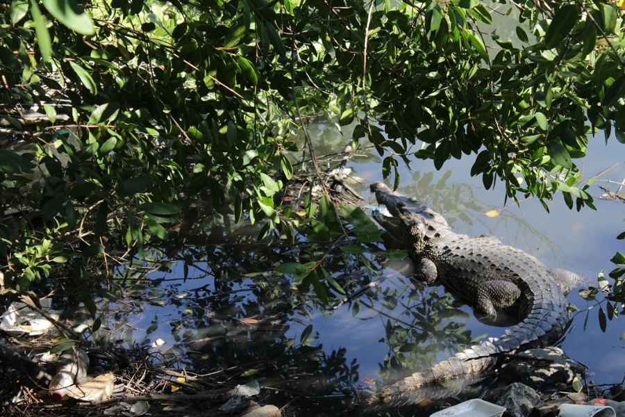 Censo de cocodrilos en la zona conurbada del sur de Tamaulipas alcanza el 60%