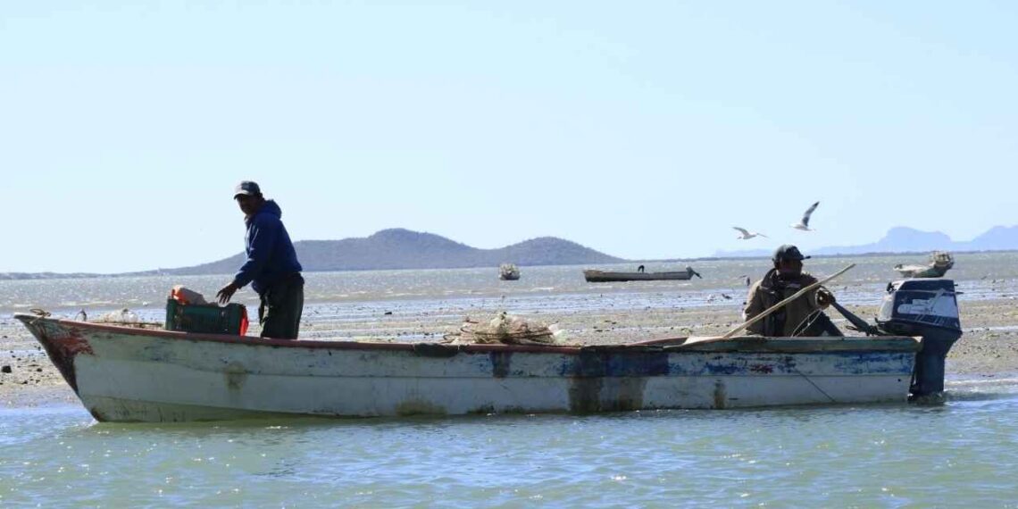 Concluye veda de camarón en Tamaulipas este 10 de noviembre