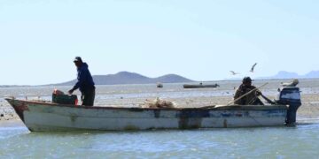 Concluye veda de camarón en Tamaulipas este 10 de noviembre