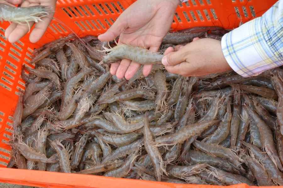 Concluye veda de camarón en Tamaulipas este 10 de noviembre