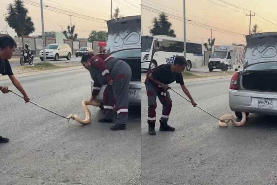 Conductora halla serpiente de aproximadamente 2 metros en la defensa de su auto en Zuazua, NL