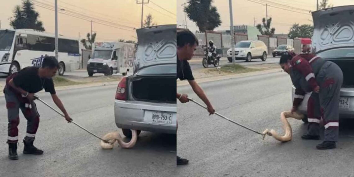 Conductora halla serpiente de aproximadamente 2 metros en la defensa de su auto en Zuazua, NL