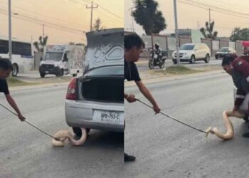 Conductora halla serpiente de aproximadamente 2 metros en la defensa de su auto en Zuazua, NL